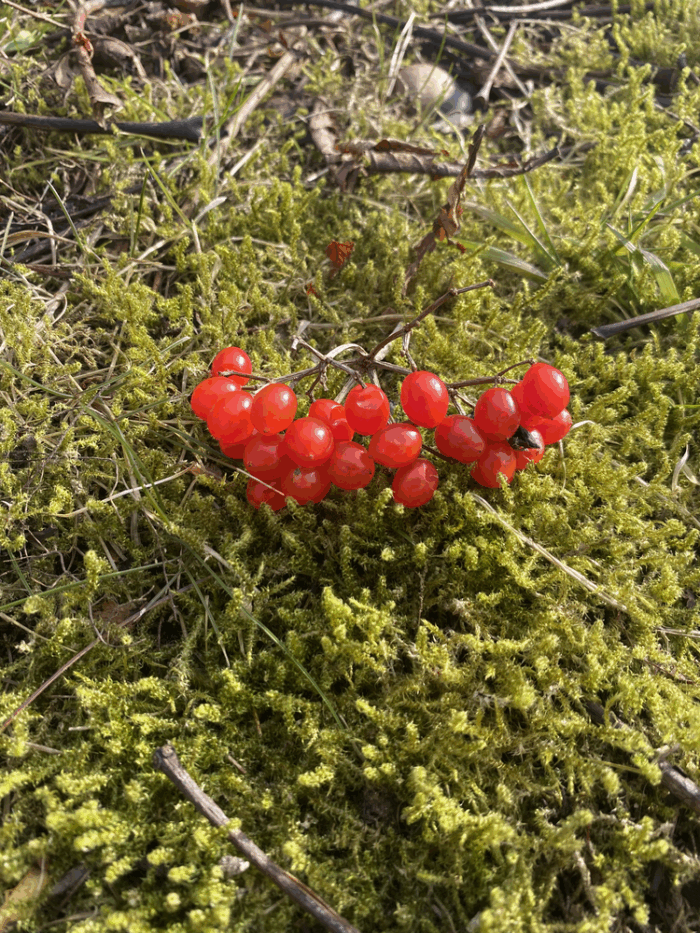 Blödningskaos